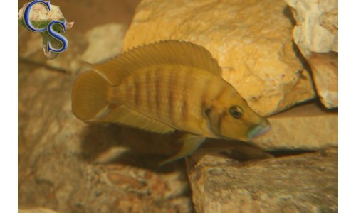 Altolamprologus compressiceps gold